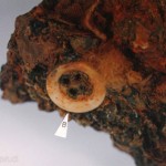 Button encrusted in an iron rail found in the ocean off the port of Quintero, Chile